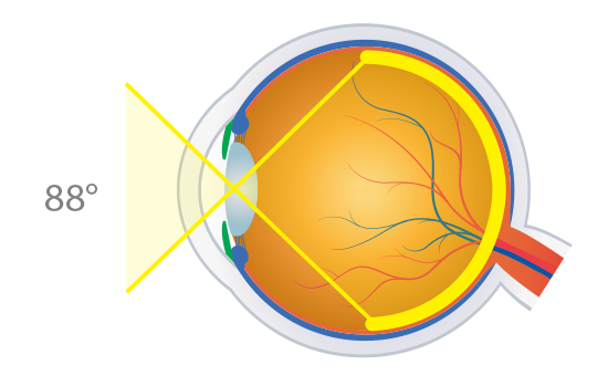 Central Retinal